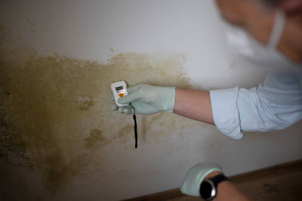 Best Post-Flood Mold Remediation in Bremen, OH