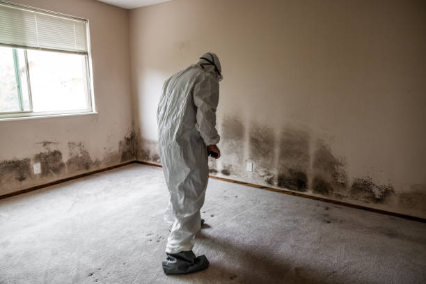 Best Black Mold Remediation in Bremen, OH